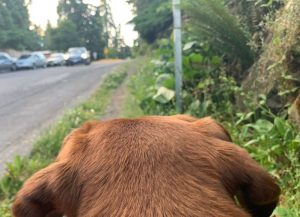 Paws on Patrol West Seattle Junction