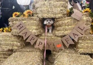 dog in hay