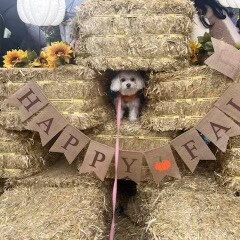 dog in hay