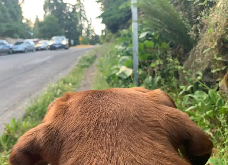 Paws on Patrol Paws on Patrol West Seattle Junction