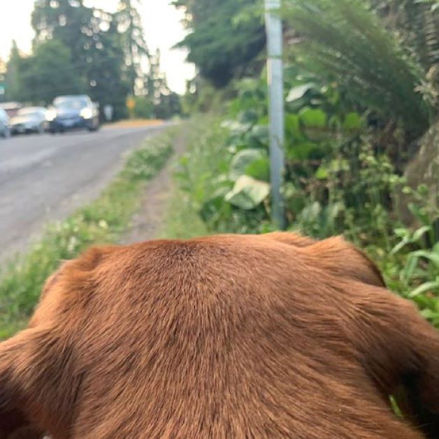 Paws on Patrol West Seattle Junction